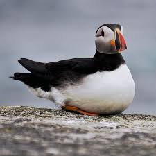 Orkney Puffin Beautiful Creatures Sea Birds Bird Photo