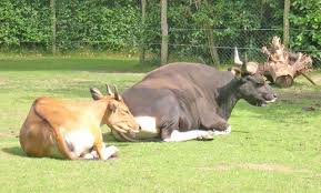 Maybe you would like to learn more about one of these? Jenis Lembu Jantan Perihal Baka Dengan Foto
