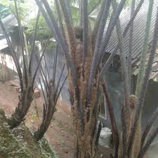 Check spelling or type a new query. 75cm Pakis Hutan Landscape Shopee Indonesia