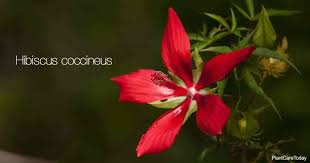 Check spelling or type a new query. Hibiscus Coccineus Plant How To Grow And Care For Texas Star Hibiscus