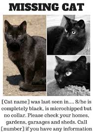 Cover letter for call center rep. How To Find A Lost Indoor Cat The Ultimate Guide Lost Cat Advice