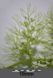 Image result for Utricularia appendiculata