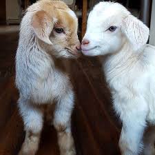 My Dream For Animals On Instagram Two Of The Kids At Goatsofanarchy Rescue Farm Goats Gostsofinstagram Friendsno Cute Animals Cute Goats Happy Animals