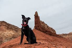 How to train dog off leash. How To Train A Dog To Be Off Leash Canna Pet