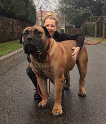 Boerboel, south african mastiff, boer dog. Rocko Boerboel South African Mastiff Bull Mastiff Dogs Big Dog Breeds Dog Breeds