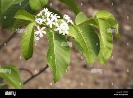 Image result for Holarrhena