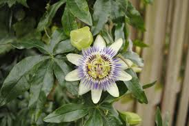 Find the perfect passion flower vine stock illustrations from getty images. Passiflora Caerulea Passion Flower Pruning Winter Protection Greenfingers Online
