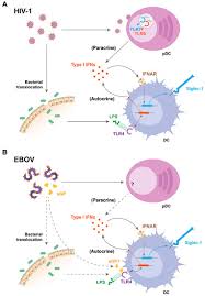 Viruses Free Full Text When Dendritic Cells Go Viral The Role Of Siglec 1 In Host Defense And Dissemination Of Enveloped Viruses Html