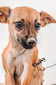 Area, you can find adoptable cats at local petco stores or in foster homes near you. Meet Daisy Animal Shelter Design Small Dog Adoption Humane Society Dogs
