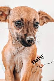 This dog is required to comply with omaha's breed specific regulations. Meet Daisy Animal Shelter Design Small Dog Adoption Humane Society Dogs