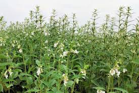 Image result for Sesamum angustifolium