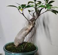 What unique styles for ficus ginseng bonsai?