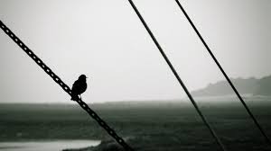 اصعب انتظار صور طيور حزينة صور حزينة Sad Images