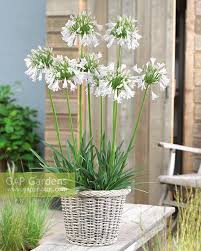 Image result for Agapanthus inapertus
