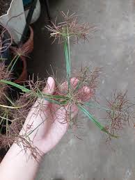 Image result for Cyperus distans