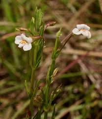Image result for Mimulus gracilis