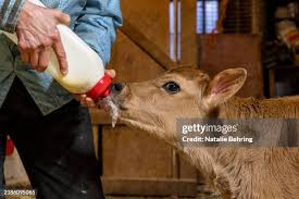 24 Photos & High Res Pictures