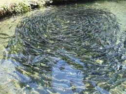 Home Fish Farming In India A Full Guide Agri Farming