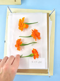 Diy beautiful paper flowers easy/ как сделать. Diy Wood Flower Press Tutorial Pressed Flowers Florals Dreamalittlebigger 21 Dream A Little Bigger