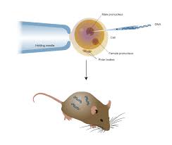 The transgene may either be a different version of one of the organism's genes or a gene that does not exist in their genome. Transgenic