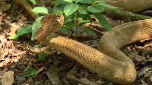 Yes, the snake island has a multitude of terrain types that include rainforest, bare rock and so on. Entering Snake Island This Is One Of The Risker On Camera Things I Ve Done Video Abc News