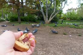 Aurillac La Municipalite Part En Guerre Contre Les Pigeons Actu Cantal