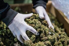 Zenabis Global Stock Forecast: Up To 7.032 Cad! - Bvo Stock Price  Prediction, Long-Term & Short-Term Share Revenue Prognosis With Smart  Technical Analysis