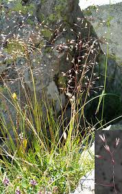 Image result for Avenella