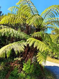 Image result for Cyathea capensis