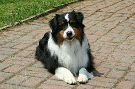 Check spelling or type a new query. Love The Black Tri Aussie Australian Shepherd Dogs Australian Shepherd Aussie Dogs