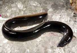 Image result for eel