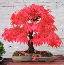 In this video, i will show you how to grow a small japanese maple bonsai tree from seeds in a nutshell, step by step (10 years of. Bonsai Japanese Red Maple Tree Grow Your Own Tree Office Decor 5 Seeds Red Maple Bonsai Japanese Maple Bonsai Maple Bonsai