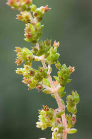 Image result for Secamone punctulata