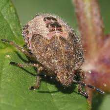 Image result for Dolichos sericeus