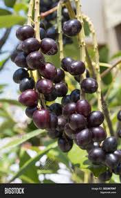 I always thought laurel was. Prunus Laurocerasus Image Photo Free Trial Bigstock