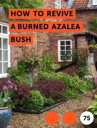 This list covers some of the largest onshore and offshore wind farms operating. Learn How To Revive A Burned Azalea Bush How To Guides Tips And Tricks Plants Growing Vegetables Monkey Grass