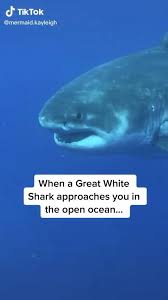 Shark Video Funny Shark Pictures Shark Pictures Sharks Funny