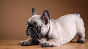 How Big Are French Bulldogs A Guide To French Bulldog Size