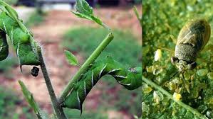 Maybe you would like to learn more about one of these? Tobacco Leaves Emit Warning Chemicals That Summon Predators When Mixed With Caterpillar Spit