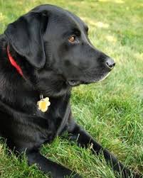 Pet stores that sell puppies. 17 Pet Store Near Me Ideas Puppies Pets Dogs