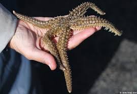 Image result for Xyris peteri