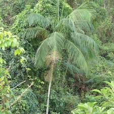 Image result for Acanthophoenix rubra