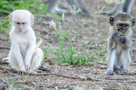 The Only White Monkey In The Whole World Pouted Com Animals Beautiful Albino Animals Vervet Monkey