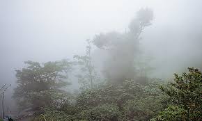 The animals use the tall trees for shelter, hiding places from their predators, and as a source of food. Tropical Rainforest Biomes Facts Climate Information