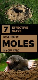 Pin By Holly Gelow On Garden Mole Removal Yard Moles In Yard Outdoor Landscaping Ideas Front Yard