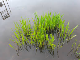 Image result for Wiesneria schweinfurthii