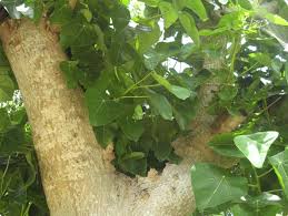 Image result for Hernandia nymphaeifolia