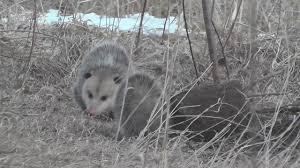 Do not intentionally provide food for the possums. You Asked Do Possums Eat Cooked Chicken