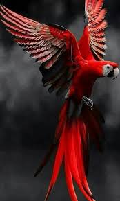 Red Parrot Color Splash Hubsche Vogel Tiere Tropische Vogel