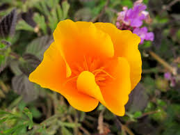 California Poppy California Poppy Beautiful Rose Flowers Poppies